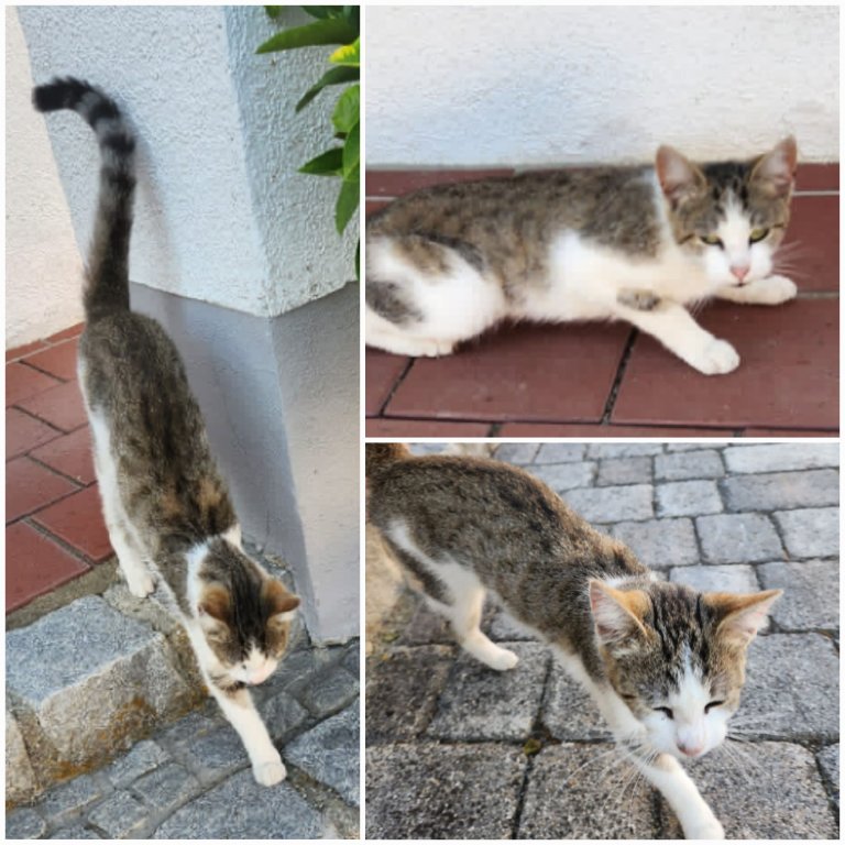 Fundkatze Hundspoint
