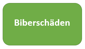 Biberschäden